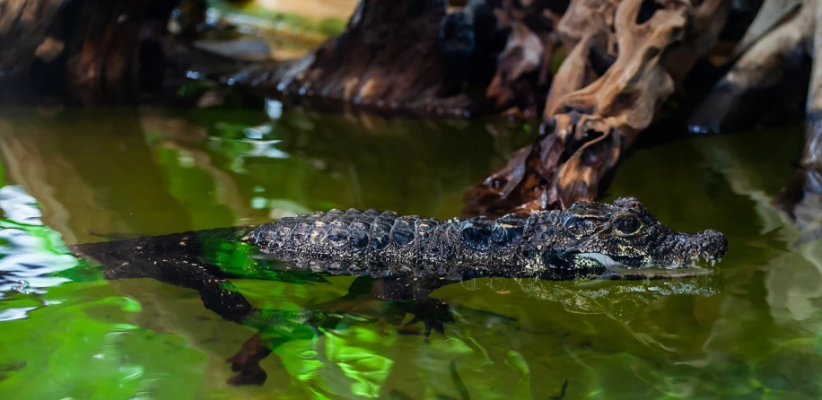 an alligator that is floating in some water, by Emanuel Witz, shutterstock, sumatraism, with a miniature indoor lake, covered with liquid tar. dslr, green waters, taken in zoo