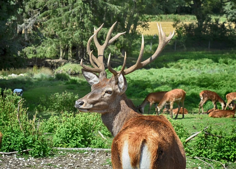 a deer that is standing in the grass, a portrait, museum quality photo, the pictish god of stags, taken in zoo, 🦩🪐🐞👩🏻🦳