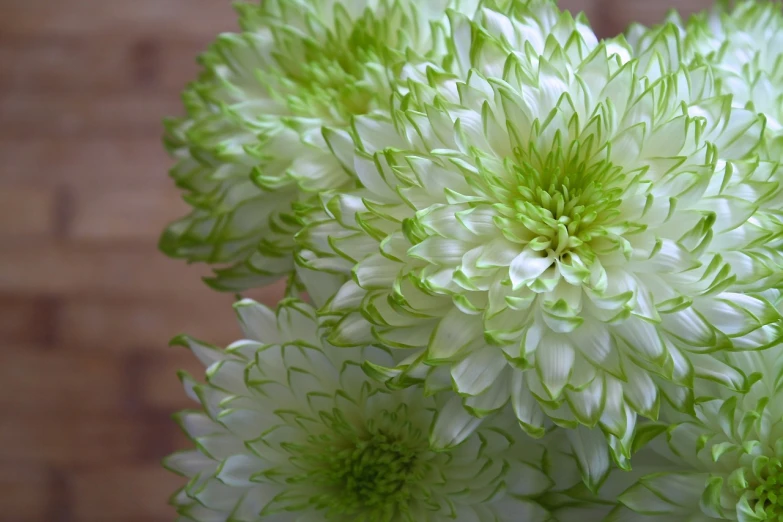 a bunch of white and green flowers in a vase, inspired by Grillo Demo, arabesque, closeup giant dahlia flower head, close-up product photo, green highlights, high detailed close up of