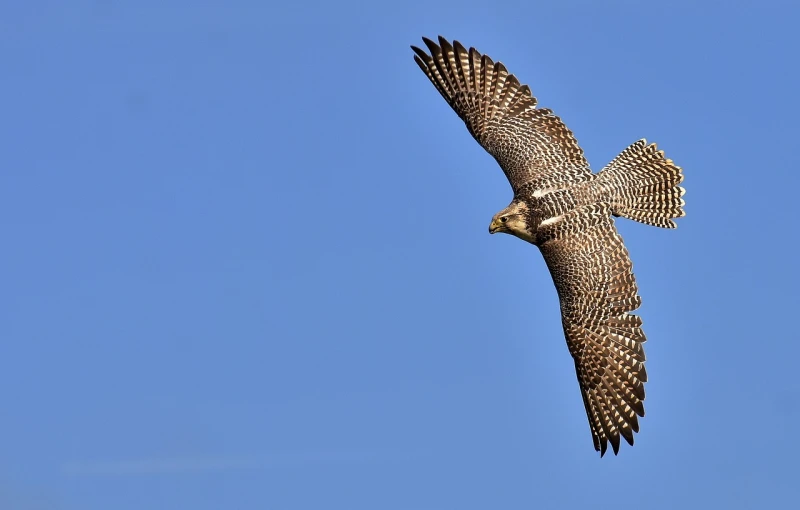 a bird that is flying in the sky, a photo, by Juergen von Huendeberg, raptor, super long shot, female looking, highly detailed!