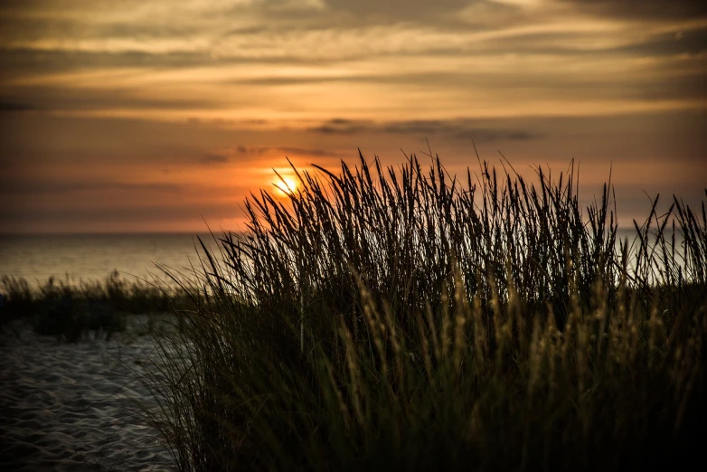 the sun is setting behind some tall grass, by Thomas Häfner, sunset at the beach, 2 4 mm iso 8 0 0, perfect detail, with soft bushes