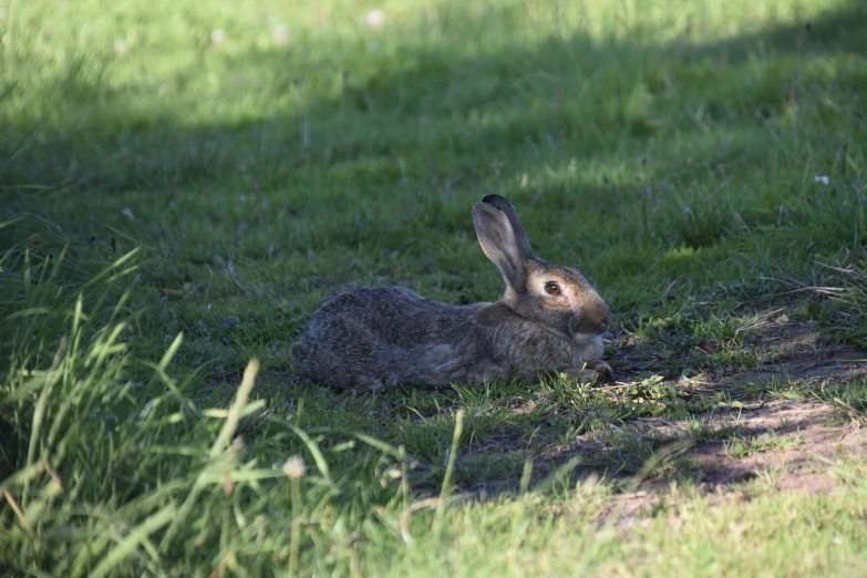 a rabbit that is laying down in the grass, figuration libre, wildlife photo, in the sun, reportage photo, 2 0 2 2 photo