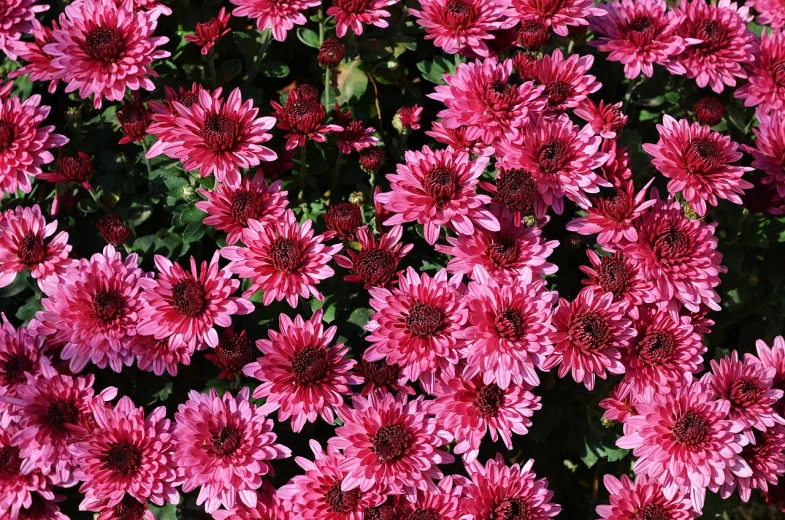 a close up of a bunch of pink flowers, a picture, by Jan Rustem, chrysanthemums, crimson - black beehive, on a sunny day, high quality product image”
