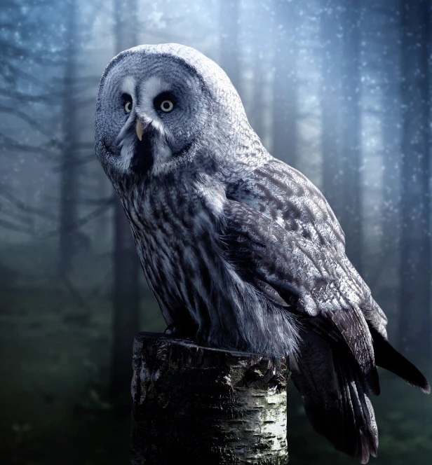 a large owl sitting on top of a tree stump, a portrait, by Rajmund Kanelba, shutterstock contest winner, dark foggy forest background, high quality fantasy stock photo, moonlight grey, post-processing. high detail