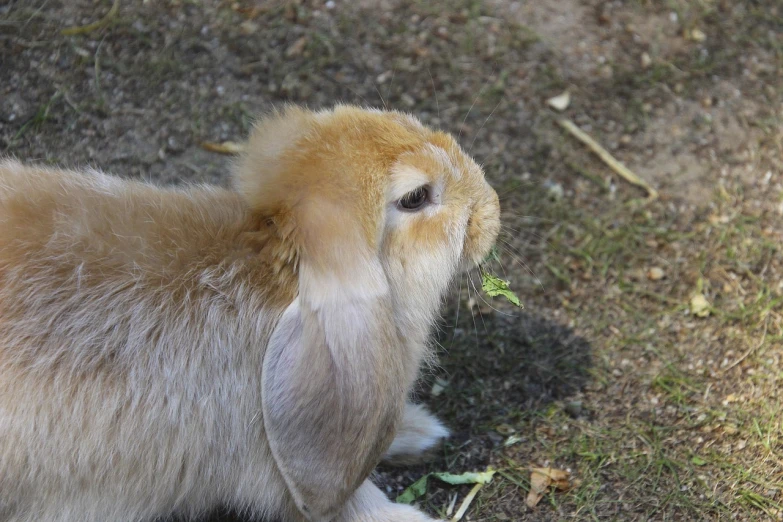 a brown rabbit sitting on top of a grass covered field, romanticism, small blond goatee, picture taken in zoo, lop eared, sharp photo