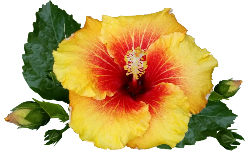 a yellow and red flower with green leaves, a portrait, by Arnie Swekel, flickr, hibiscus, black and yellow and red scheme, peach, 2 years old