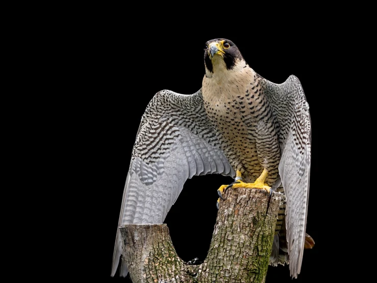 a bird sitting on top of a tree stump, a portrait, by Juergen von Huendeberg, shutterstock, renaissance, in a fighting pose, falcon, with a black background, arms stretched out