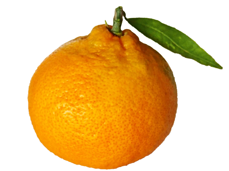 an orange with a leaf on top of it, sōsaku hanga, photo-realistic maximum detail, am a naranbaatar ganbold, various posed, full colour