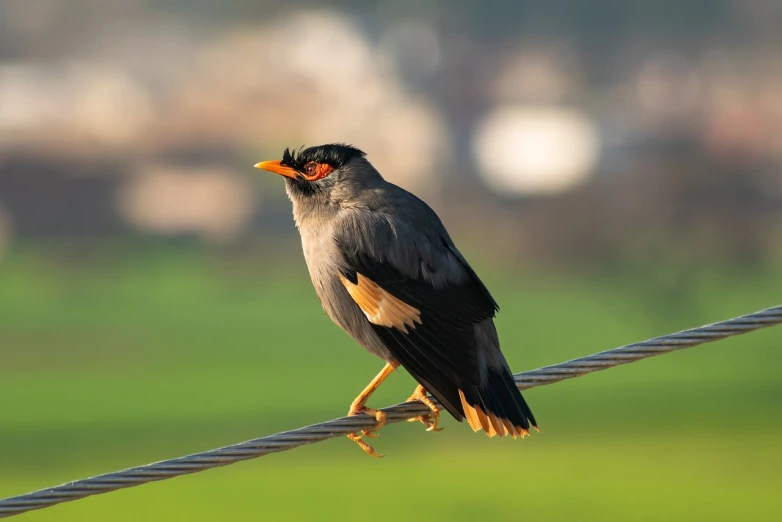 a bird that is sitting on a wire, a picture, by Hans Schwarz, shutterstock, long thick shiny gold beak, morning glow, village, very sharp photo