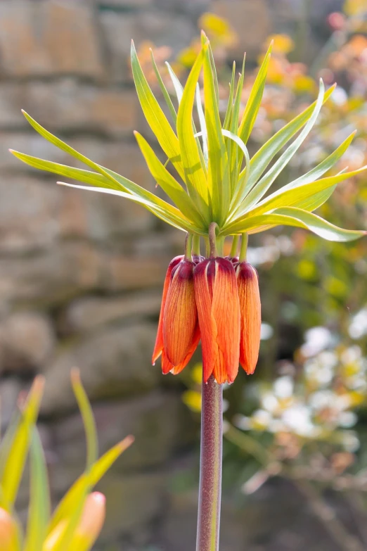 a close up of a flower with a stone wall in the background, a pastel, by Robert Brackman, shutterstock, hurufiyya, often described as flame-like, bells, cone shaped, stock photo