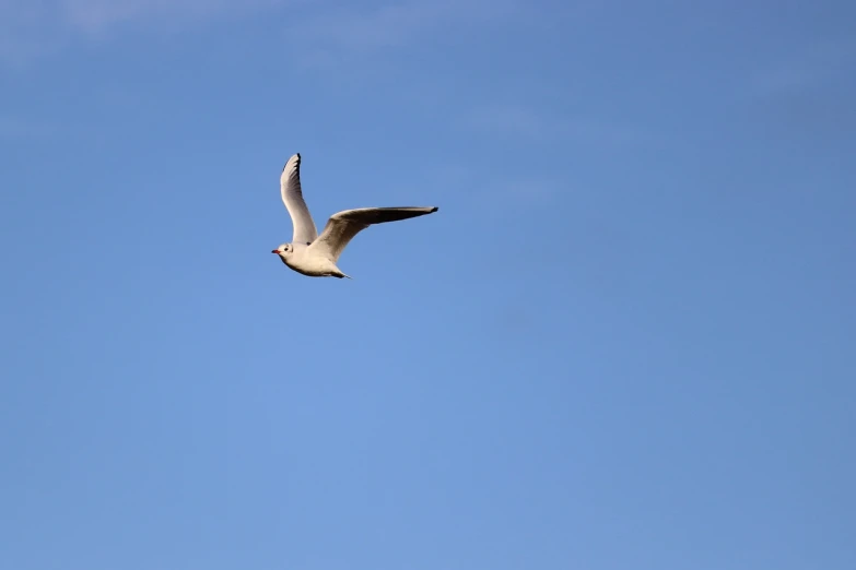 a white bird flying through a blue sky, a photo, tourist photo, high res photo