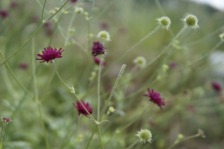 a close up of a bunch of flowers in a field, by Jacob de Heusch, flickr, naturalism, red and purple, tall thin, pincushion lens effect, sparse detail