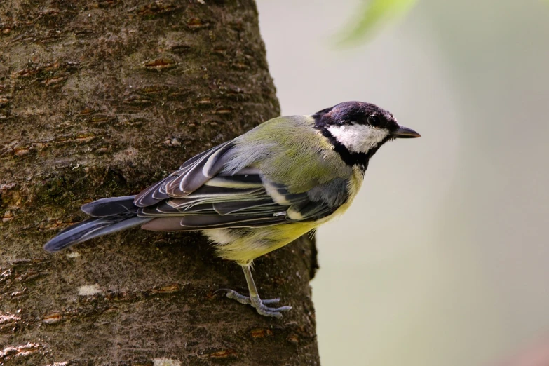 a small bird perched on the side of a tree, by Josef Mánes, shutterstock, bauhaus, fluffy green belly, over-the-shoulder shot, maintenance photo, iralki nadar