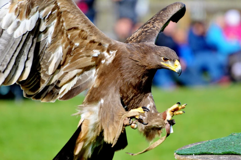 a large brown bird standing on top of a lush green field, by Robert Brackman, flickr, close-up fight, sharp claws close up, festivals, battle action shot