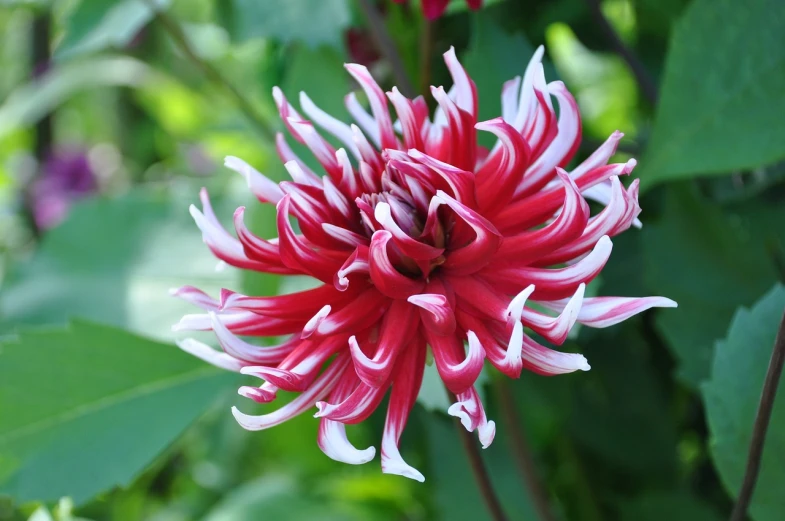 a close up of a red and white flower, a picture, by Charles Billich, flickr, arabesque, dahlias, white stripes all over its body, beautiful flower, honeysuckle