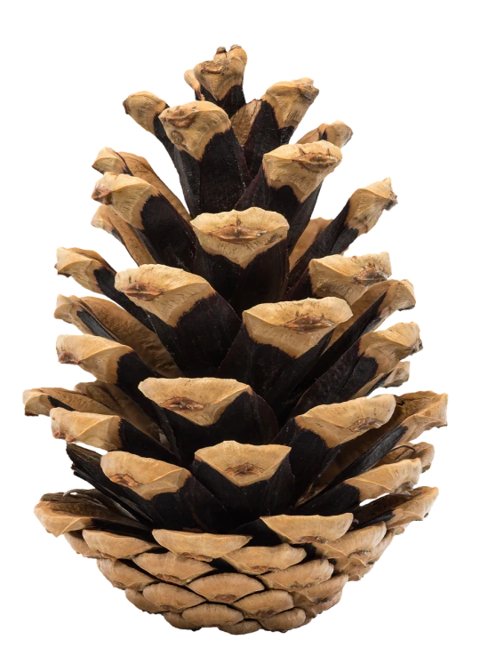 a close up of a pine cone on a black background, by Leonard Bahr, renaissance, symmetrical front view, specimens, - h 7 0 4, colorado