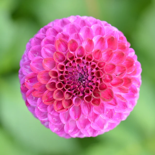 a close up of a pink flower with a green background, spherical, highly detailed product photo