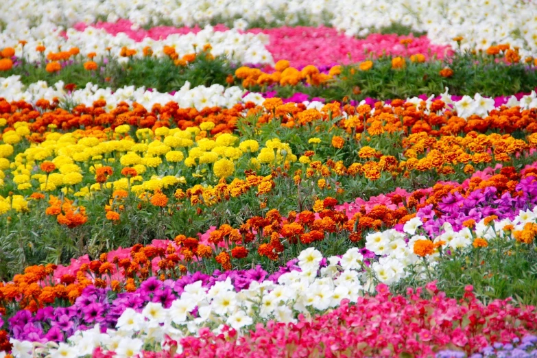 a field filled with lots of different colored flowers, a mosaic, by Kishi Ganku, pexels, chrysanthemum eos-1d, dubai, high quality product image”