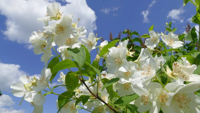 a bush of white flowers against a blue sky, a picture, romanticism, rose twining, clematis design, anna podedworna, white clouds