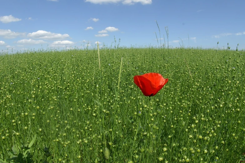 a single red flower in a field of green grass, by Alfons von Czibulka, flickr, hurufiyya, ww1, very very wide shot, flower fields