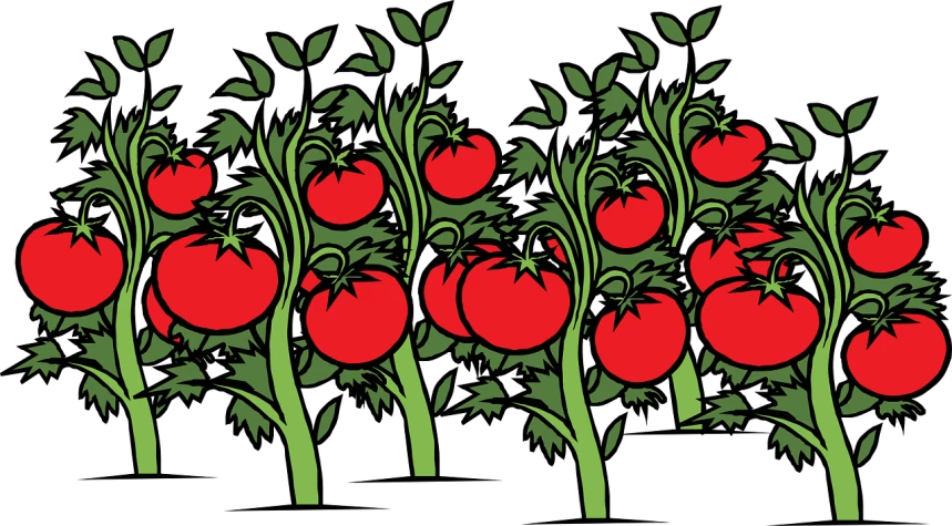 a bunch of red tomatoes with green leaves, inspired by Alesso Baldovinetti, pixabay, art nouveau, thick bushes, in a row, nighttime, graphic composition