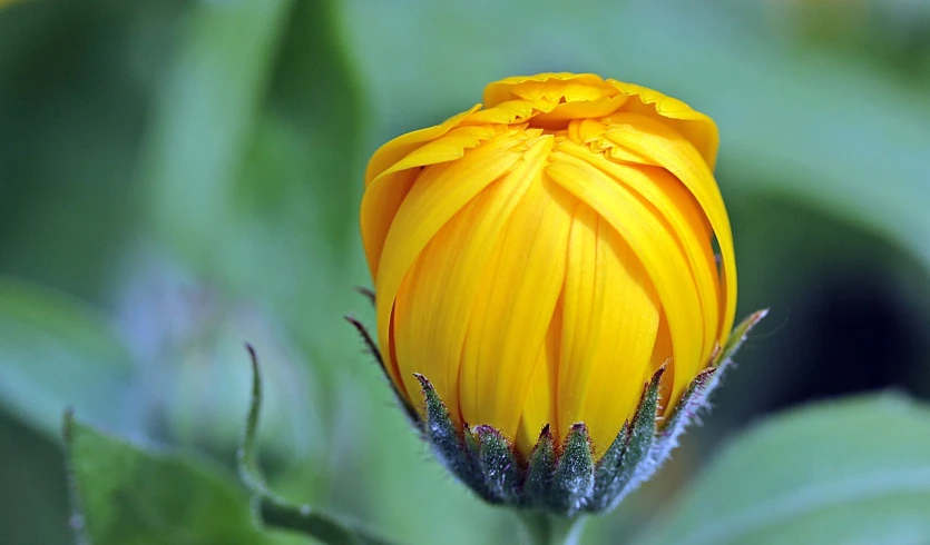 a close up of a yellow flower bud, by Jan Rustem, flickr, romanticism, marigold flowers, beautiful flower, buttercups, wide screenshot