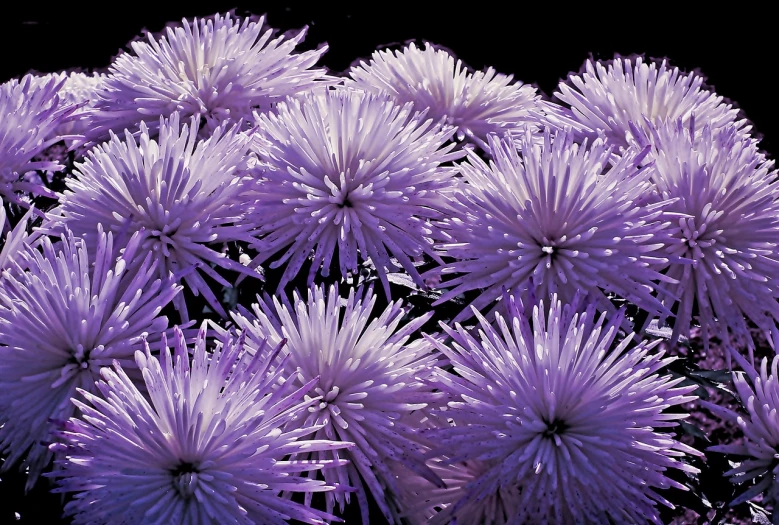 a close up of a bunch of purple flowers, by Jim Nelson, flickr, precisionism, twirling glowing sea plants, seattle, paper chrysanthemums, night life