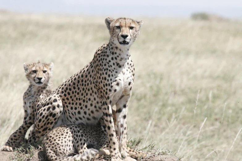 a couple of cheetah sitting next to each other, flickr, hurufiyya, feature, stunning woman, unmistakably kenyan, panorama