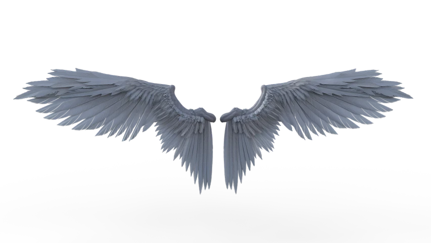 a close up of a wing on a black background, an ambient occlusion render, by Robert Jacobsen, symmetrical front view, 2 angels, 3 d models, close establishing shot