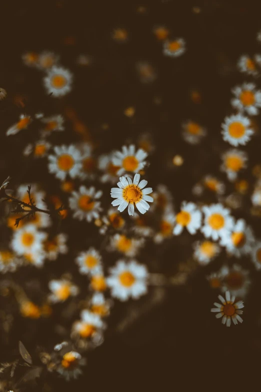 a bunch of white and yellow flowers in a field, inspired by Elsa Bleda, minimalism, background full of brown flowers, dark nature background, chamomile, phone photo