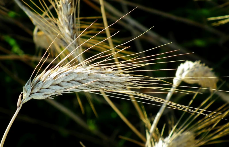 a close up of a stalk of wheat, precisionism, ((sharp focus)), img _ 9 7 5. raw, wallpaper - 1 0 2 4, img_975.raw