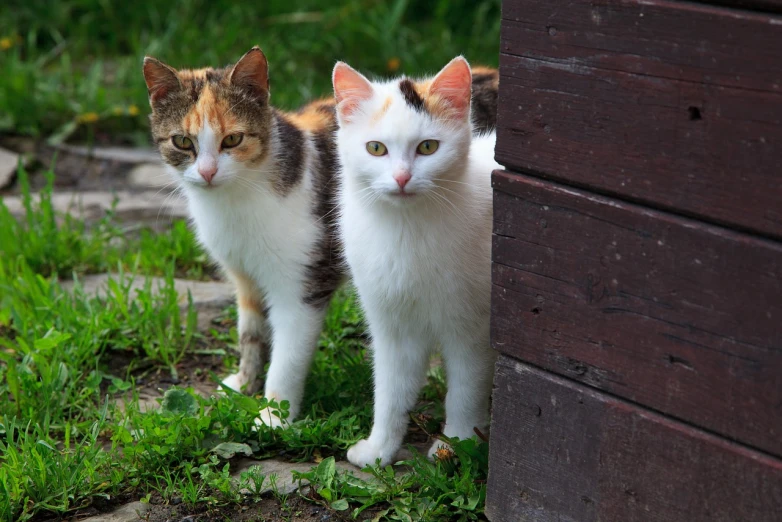 a couple of cats that are standing in the grass, a portrait, in a village street, calico, high res photo, sisters