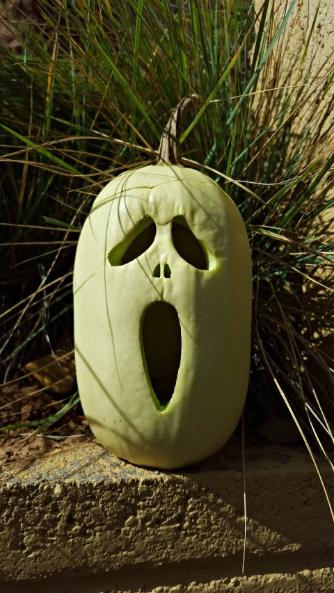 a close up of a face carved into a pumpkin, a picture, pixabay, shock art, <pointé pose>;open mouth, pale green glow, big pear-shaped head, outdoor photo