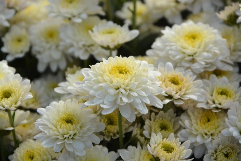 a bunch of white flowers with yellow centers, desert white greenhouse, gradient white to gold, chrysanthemum eos-1d, high quality product image”