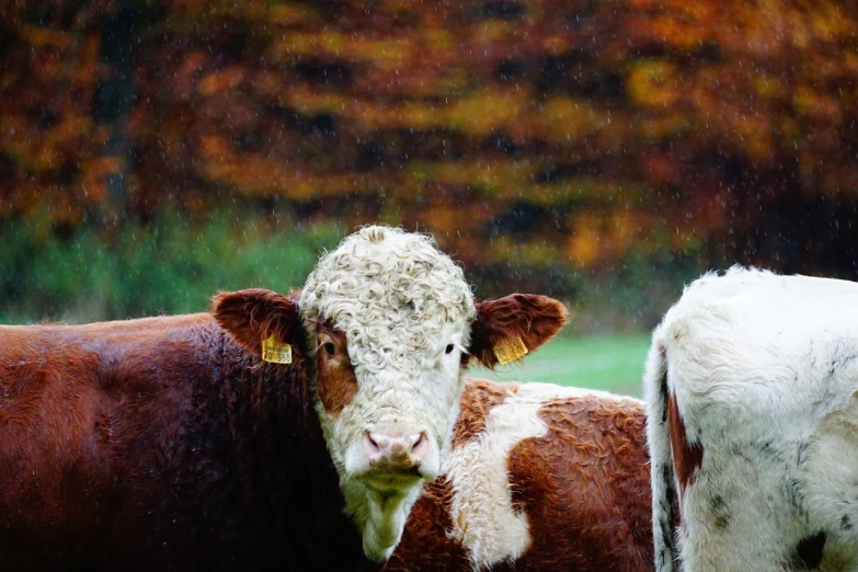 a couple of cows that are standing in the grass, a portrait, inspired by Jamie Wyeth, pexels, autumn rain turkel, color and contrast corrected, closeup at the face, heavy rainy