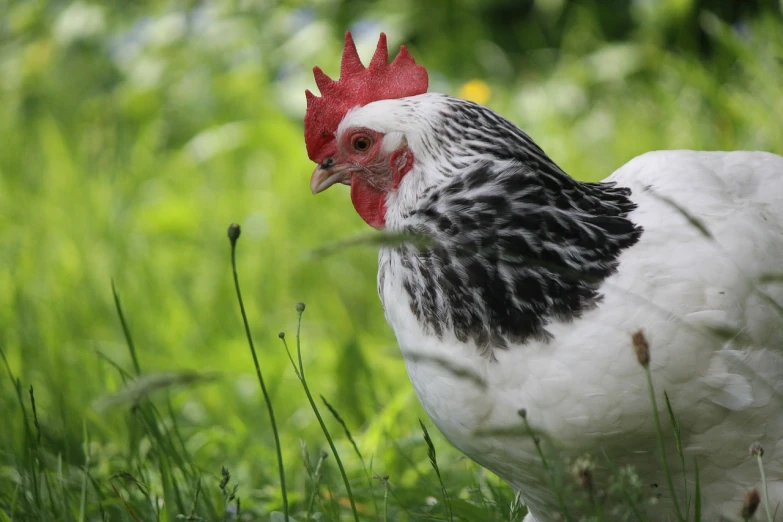 a black and white chicken standing on top of a lush green field, a portrait, pixabay, renaissance, red and white, crown of body length feathers, side view close up of a gaunt, white with black spots