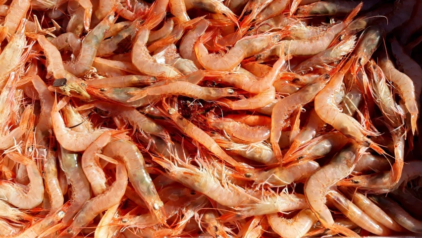 a pile of shrimp sitting on top of a table, a stock photo, by Robert Brackman, skin detail, reds, view from below, shredded