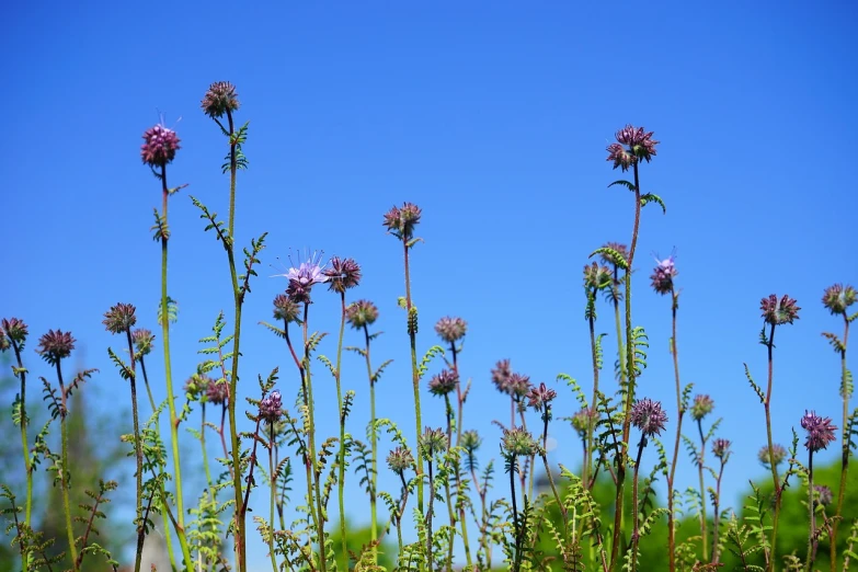 a field of purple flowers with a blue sky in the background, a photo, hurufiyya, valerian, low angle photo, with a blue background, mid shot photo