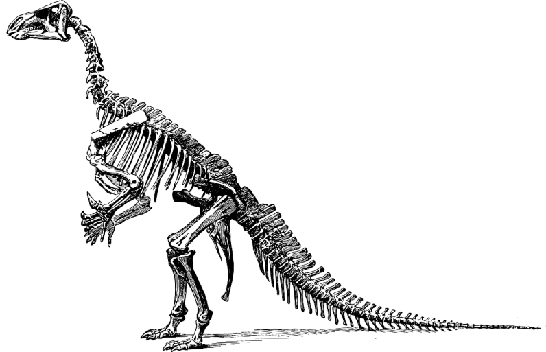 a black and white drawing of a dinosaur skeleton, an illustration of, by Adam Marczyński, shutterstock, engraved vector, family photo, by joseph binder, looking to his left