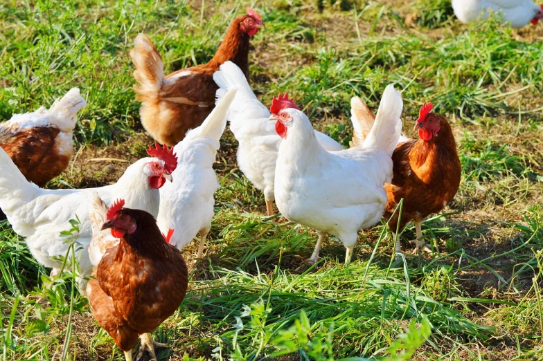 a group of chickens standing on top of a grass covered field, a picture, pixabay, renaissance, bottom angle, white neck visible, 🦩🪐🐞👩🏻🦳, shiny crisp finish