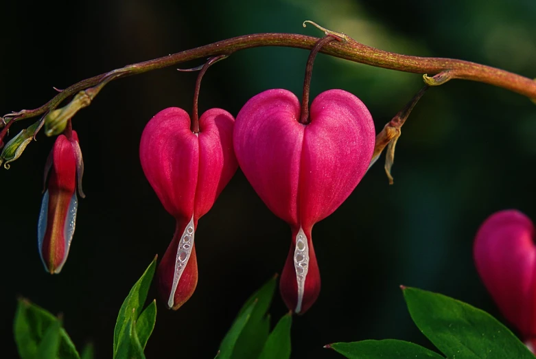 a close up of a plant with pink flowers, a macro photograph, by Juan Carlos Stekelman, pixabay, forming a heart with their necks, adult pair of twins, tiny crimson petals falling, bells