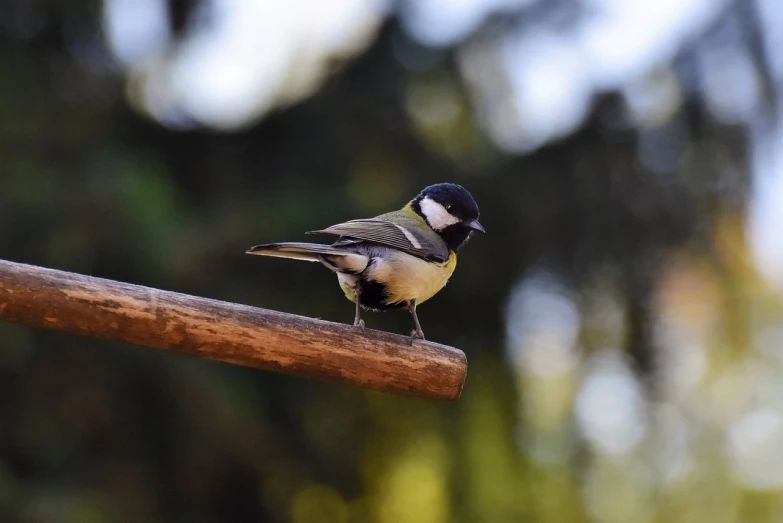 a small bird sitting on top of a wooden stick, bauhaus, outdoor photo