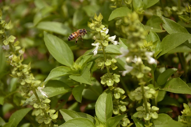a bee sitting on top of a green plant, a macro photograph, figuration libre, basil flying, high res photo