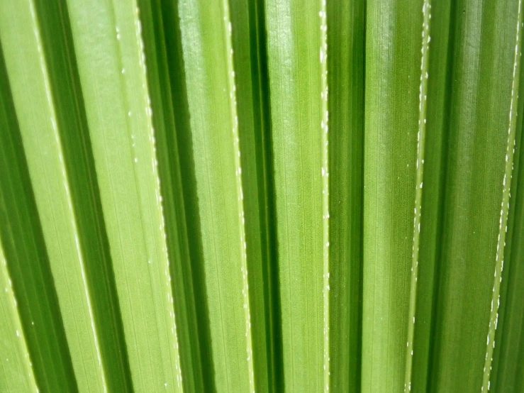 a close up of a leaf of a plant, hurufiyya, blessing palms, jelly - like texture, coated pleats, close up of lain iwakura