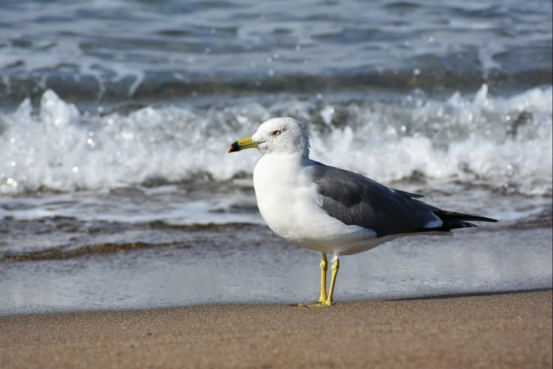 a seagull standing on a beach next to the ocean, arabesque, watch photo, with a white nose, high res photo