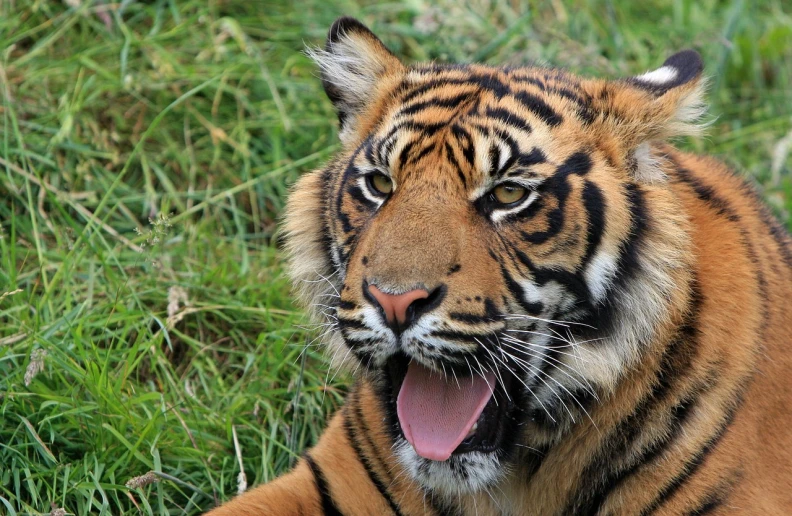 a close up of a tiger laying in the grass, flickr, sumatraism, happy with his mouth open, aaaaaaaaaaaaaaaaaaaaaa, celebration, photorealism. trending on flickr