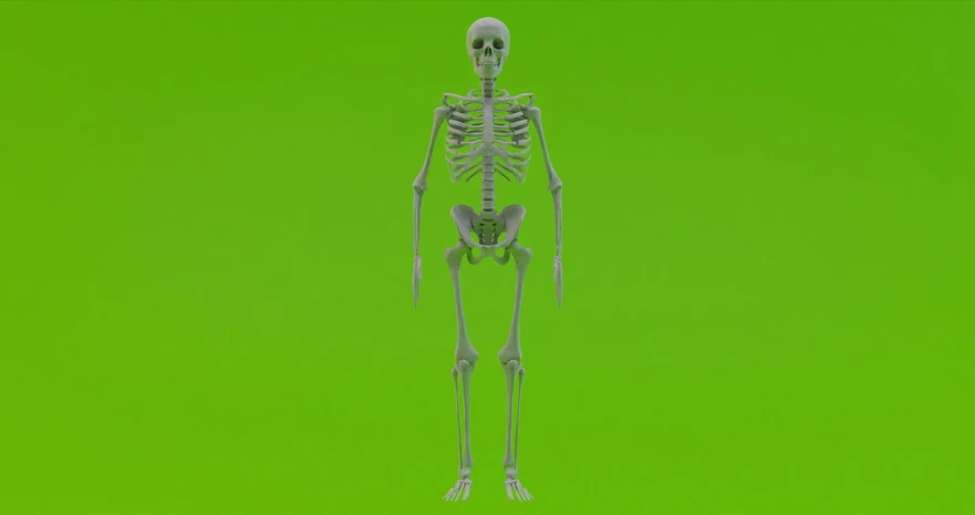 a skeleton standing in front of a green background, a raytraced image, octane render uhd 4k, various posed, fully body photo, cell animation