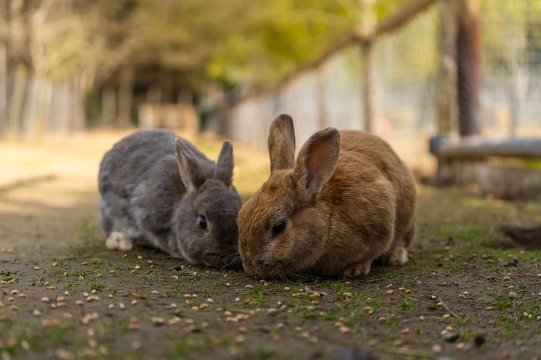 two rabbits sitting next to each other on the ground, a picture, by Tadashi Nakayama, shutterstock, high quality photo, warm beautiful scene, stock photo