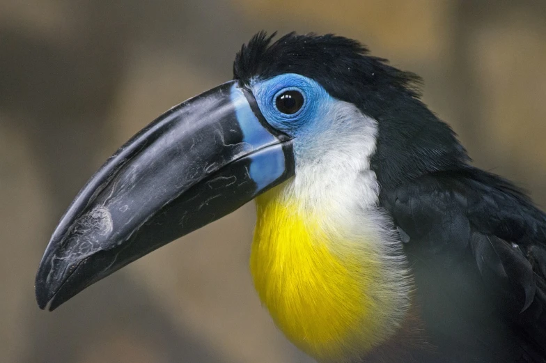 a close up of a colorful bird with a black beak, a photo, by Hans Werner Schmidt, flickr, sumatraism, large noses, blue and yellow, photograph credit: ap, wikimedia commons