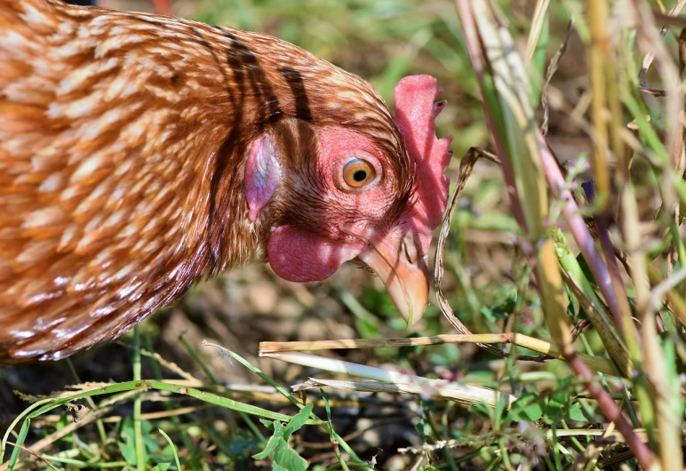 a close up of a chicken in the grass, a portrait, by Jan Rustem, compound eyes, mid 2 0's female, spaghetti in the nostrils, ohio